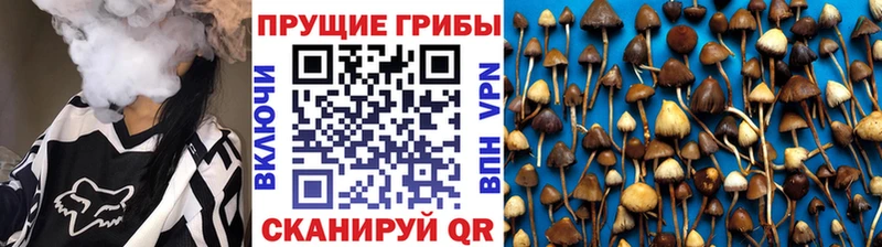 сколько стоит  Шлиссельбург  Псилоцибиновые грибы ЛСД 